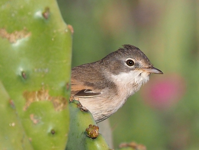 Sterpazzola (Sylvia communis)